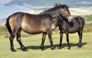 Exmoor Ponies