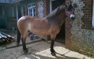 Exmoor Pony