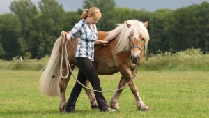 Woman practising natural horsemanship with a Haflinger