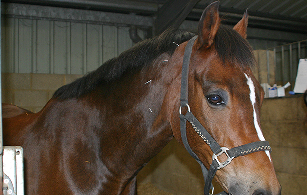 Horse acupuncture vet piece