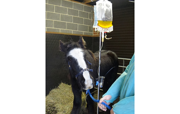 Bransby rescue