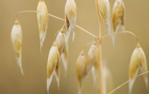Oats in the field prior to being harvested