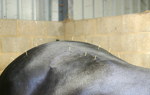 Horse acupuncture vet piece
