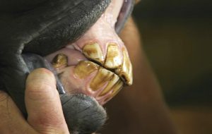 The horse's teeth including the canine teeth