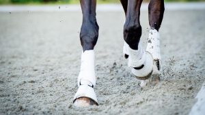 Horse training: extended trot