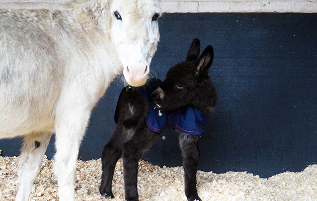 donkey foal