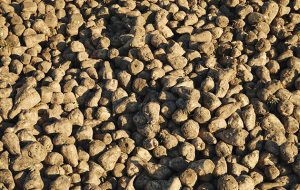 Sugar beet pellets