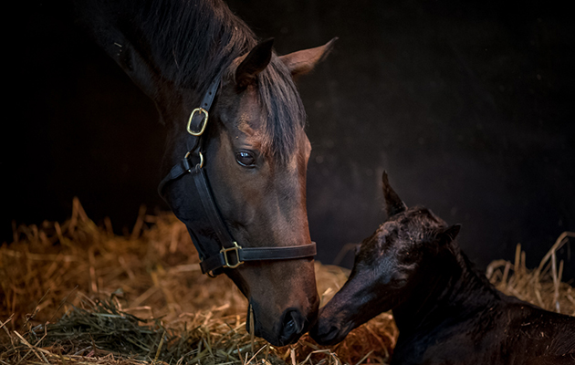 Treve foal