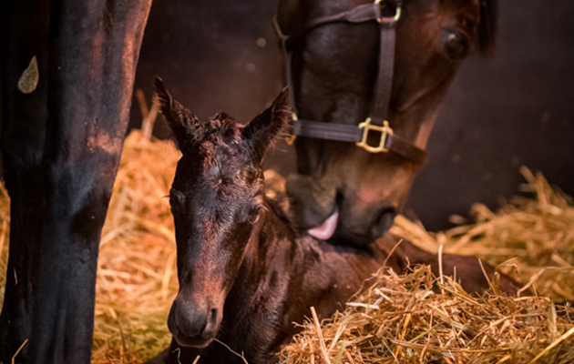 Treve foal