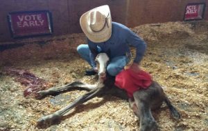 police horse foal
