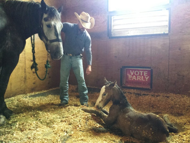 police horse foal