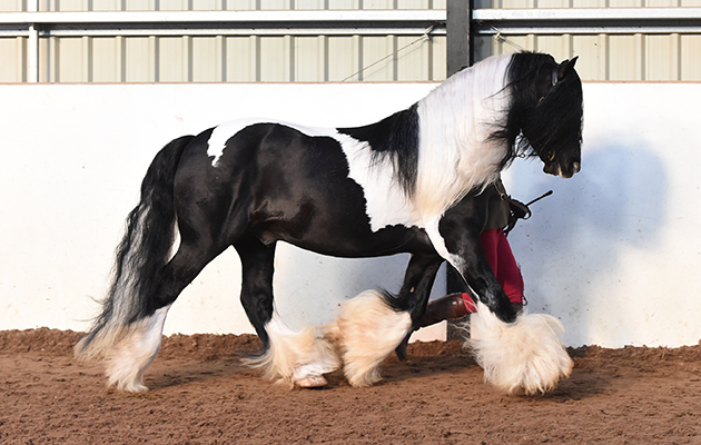 King Of The North Handler & producer Megan Hewitt Horse No 189, Megan Hewitt & King of the North winner of Class 3 (CHAPS (UK) Open In-hand Qualifier) at The North Yorkshire Showcase of Champions held at the Harrogate Riding Centre, near Harrogate in North Yorkshire in the UK on 29th January 2017