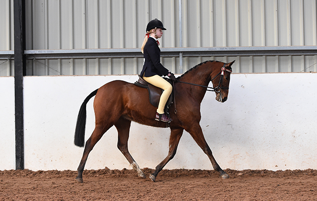 Lindeth Pontoon  Rider Ellie Kirkbride  Horse No 196 in Class 34 (BSPS Mixed Height Class for Novice Show Ponies) at The North Yorkshire Showcase of Champions held at the Harrogate Riding Centre, near Harrogate in North Yorkshire in the UK on 29th January 2017
