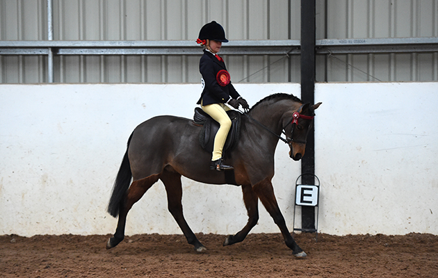 Horse No 213 (Roberta Watts & Woodview Lanthe) Champion in the BSPS Ridden Championship at The North Yorkshire Showcase of Champions held at the Harrogate Riding Centre, near Harrogate in North Yorkshire in the UK on 29th January 2017