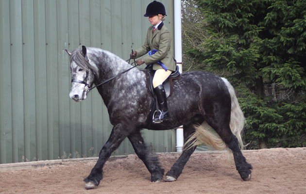 BSPS Heritage reserve champion and winner Fells/Dales & Highland Dunedin Maurice (955), rider Elizabeth Etchells