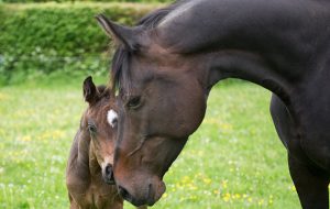 mare and foal