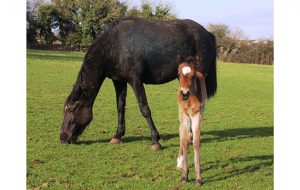 rescue foal
