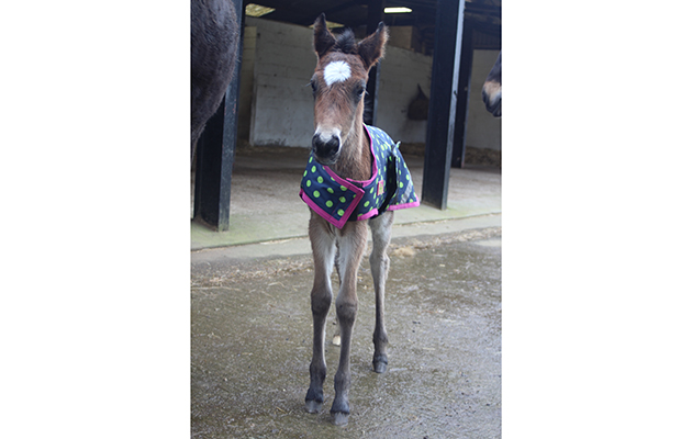rescue foal