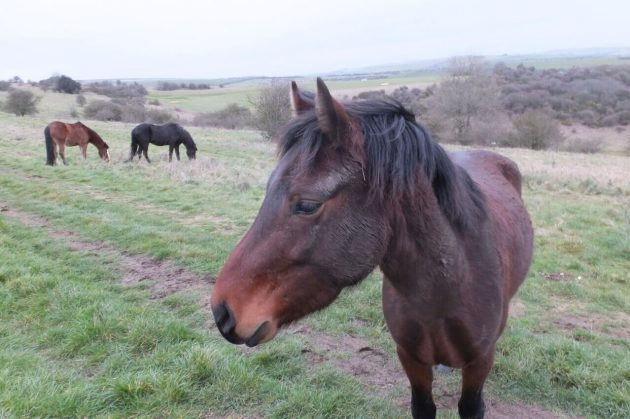Brighton ponies