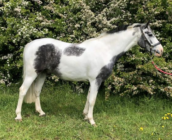 mother/daughter share horses for sale