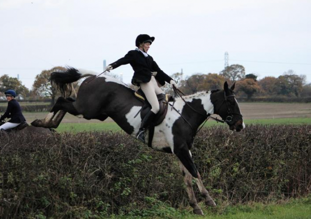 mother/daughter share horses for sale