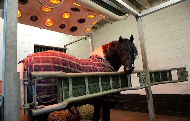 Login Lucky Lad warming up in the solarium at Hill Top Farm in the village of Birstwith near Harrogate in North Yorkshire in the UK; on 27th January 2017