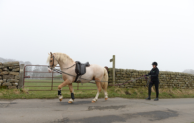 Michaela Wood leading Thistledown Rockin Robin (Custard) at Hill Top Farm in the village of Birstwith near Harrogate in North Yorkshire in the UK; on 27th January 2017