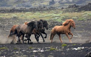 icelandic horse name