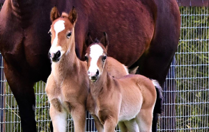 Twin foals are a rare occurance but can survive