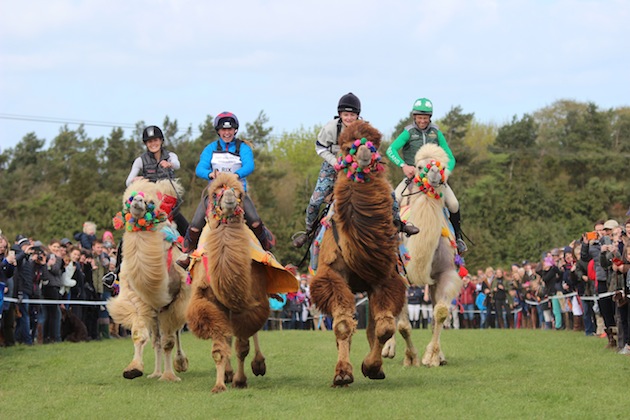 Jony Evans camel racing