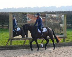 training exercises for young horses