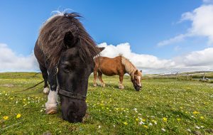 Shetland ponies, Jarlshof, Shetland Isles, Scotland, United Kingdom, Europe