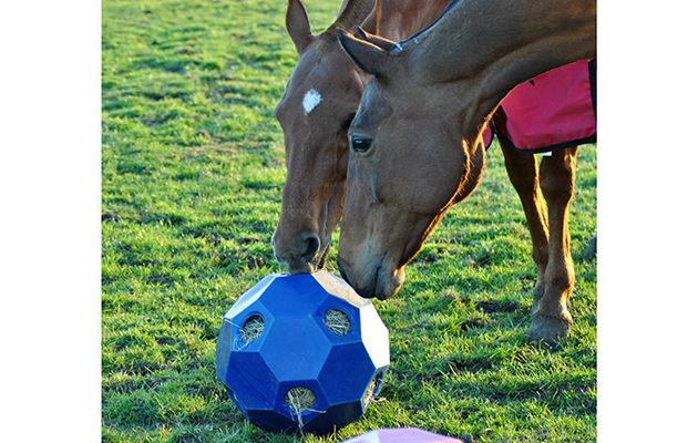 Hay Feeders That Deliver Forage Naturally In The Field And Stable