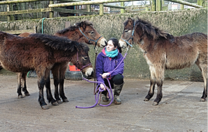Exmoor Pony Centre