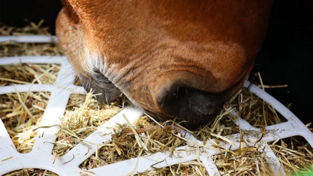 slow feeders for horses