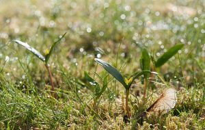 atypical myopathy spring