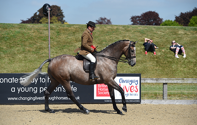 Mr Robert Walker riding CORNICHE CHILL, during The Cuddy 4 year old hunter at the Royal Windsor Horse Show in the private grounds of Windsor Castle in Windsor in Berkshire in the UK between 10th-14th May 2017