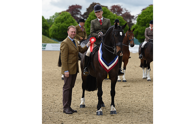 Angela Hunt riding AUGHNACLIFFE HIGH PEAK, during the Amateur Cob Class at the Royal Windsor Horse Show in the private grounds of Windsor Castle in Windsor in Berkshire in the UK between 10th-14th May 2017