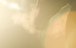 B72CF9 breath vapor from mare in early morning light
