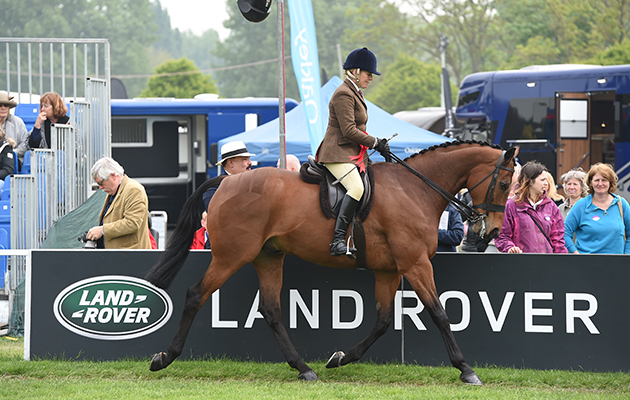 Katie Hunnable Jerram riding BARBER'S SHOP, during RoR Tattersalls Thoroughbred Ridden Show Horse at the Royal Windsor Horse Show in the private grounds of Windsor Castle in Windsor in Berkshire in the UK between 10th-14th May 2017