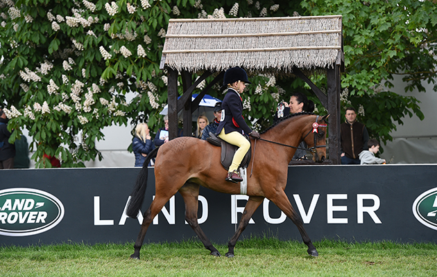 Jake Berrett riding BARKWAY PRECOCIOUS, during the Mini Show Pony Championship at the Royal Windsor Horse Show in the private grounds of Windsor Castle in Windsor in Berkshire in the UK between 10th-14th May 2017