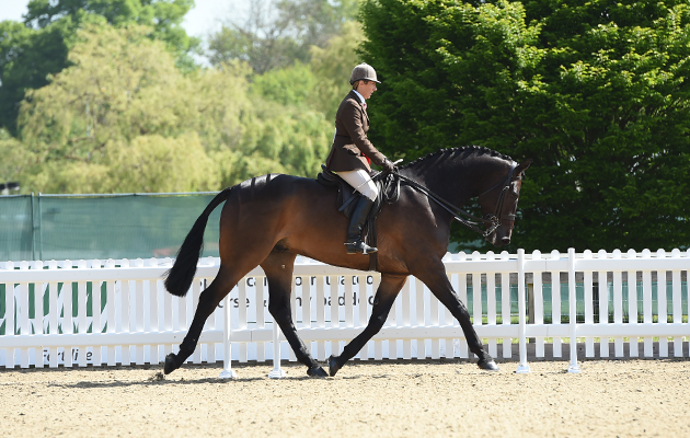 Jayne Ross riding BLOOMFIELD VALHALLA, during The Alan Ross Ladies Hunter Championship at the Royal Windsor Horse Show in the private grounds of Windsor Castle in Windsor in Berkshire in the UK between 10th-14th May 2017