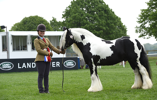 Mollie Sibthorpe-Musk riding DIESEL, during Coloured In Hand Championship at the Royal Windsor Horse Show in the private grounds of Windsor Castle in Windsor in Berkshire in the UK between 10th-14th May 2017