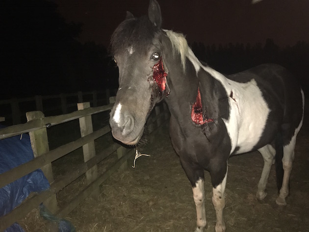 horse attack milton keynes