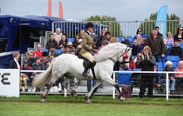 Harriet Dennison riding DUNEDIN DUNCAN, during the BSPS Heritage M & M Ridden Championship at the Royal Windsor Horse Show in the private grounds of Windsor Castle in Windsor in Berkshire in the UK between 10th-14th May 2017