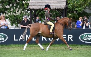 Show hunter pony judge: Libby Grota riding GRYNGALLT PAGE TOO, during the Show Hunter Pony Championship at the Royal Windsor Horse Show in the private grounds of Windsor Castle in Windsor in Berkshire in the UK between 10th-14th May 2017
