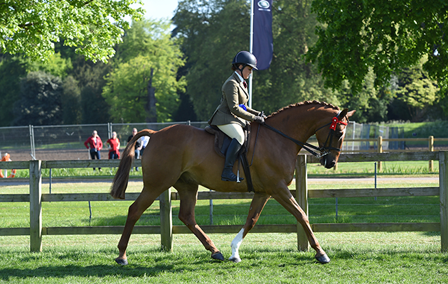 Brogan West riding HIGH TREASON, during Part Bred and Anglo Arab Championship at the Royal Windsor Horse Show in the private grounds of Windsor Castle in Windsor in Berkshire in the UK between 10th-14th May 2017