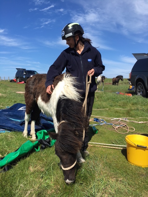 pony cliff rescue