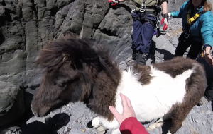 pony cliff rescue