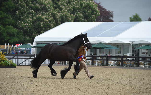 Lauren Beaumont showing STUFFYNWOOD PRIMROSE, during the Land Rover M&M Supreme In Hand Championship at the Royal Windsor Horse Show in the private grounds of Windsor Castle in Windsor in Berkshire in the UK between 10th-14th May 2017